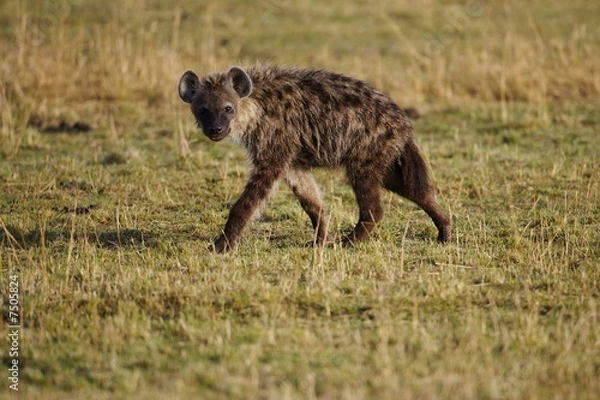 Obraz African Hyena