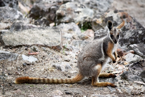 Fototapeta The Yellow-footed Rock-wallaby is brightly coloured with a white cheek stripe and orange ears. It is fawn-grey above with a white side-stripe, and a brown and white hip-stripe.