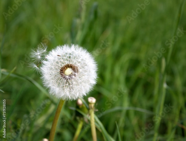 Fototapeta Fluffy dandelion on a background of green grass