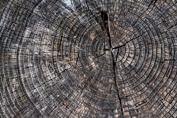 Fototapeta Altholzbalken mit verwitterter Holzstruktur.