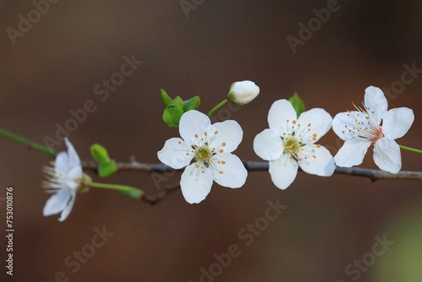 Fototapeta Spring blossom tree, white flowers on branch