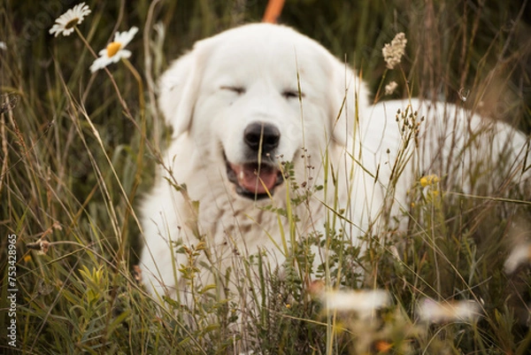 Fototapeta Daisies white dog Maremma Sheepdog in a wreath of daisies sits on a green lawn with wild flowers daisies, walks a pet. Cute photo with a dog in a wreath of daisies.