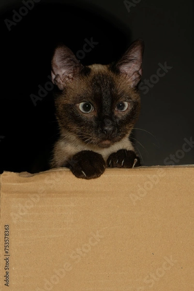 Fototapeta Young Siamese kitten, curious and confidently peering. A charming moment captured in an image.