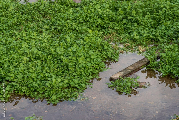 Fototapeta Close-up of a watercress bed in running water