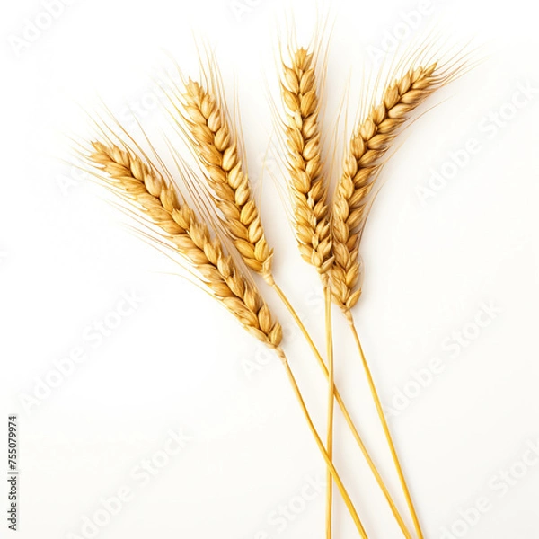 Fototapeta An ear of wheat, white background, professional photo сreated with Generative Ai