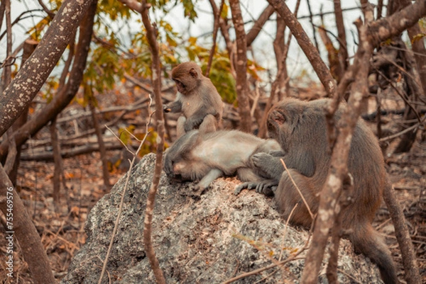 Fototapeta baboon sitting on a tree