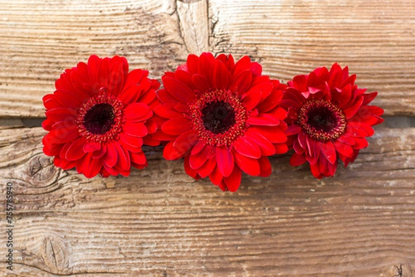 Fototapeta red gerbera flowers on wooden background