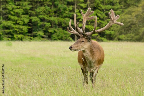 Obraz Red deer