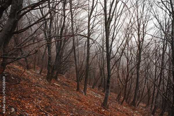 Fototapeta bosco obliquo rosso