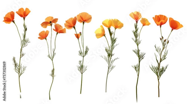 Fototapeta California Poppy Flower Blooming in Spring - Botanical Illustration on Transparent Background, Top View