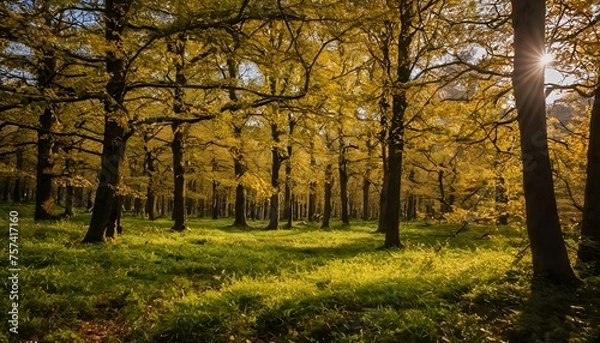 Fototapeta autumn in the woods