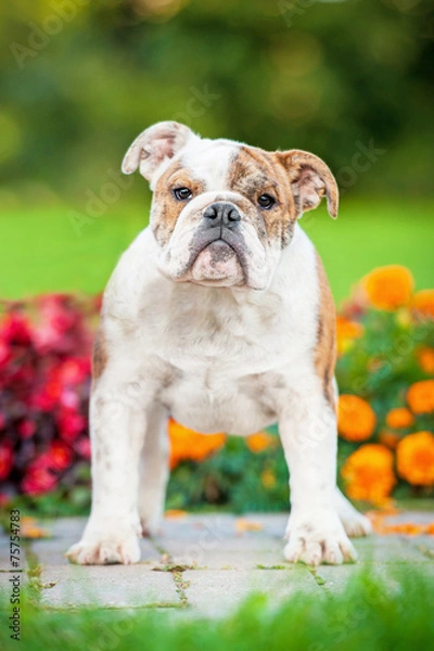 Fototapeta English bulldog puppy