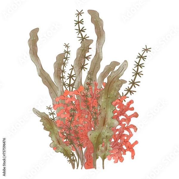 Fototapeta Watercolor seaweed bush with red coral. Green sea plant with exotic red coral, isolated on white background. Hand painted Botanical illustration isolater, underwater life