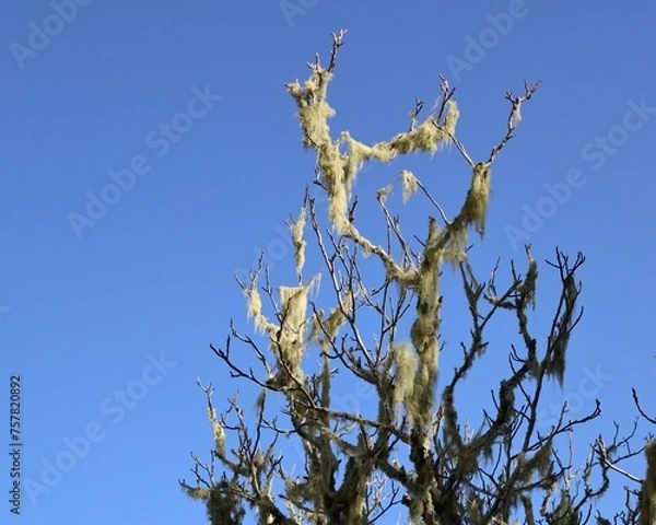 Fototapeta Lichen / moss on branches