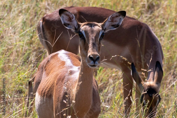 Fototapeta Wild animals in the Kruger National Park in RSA