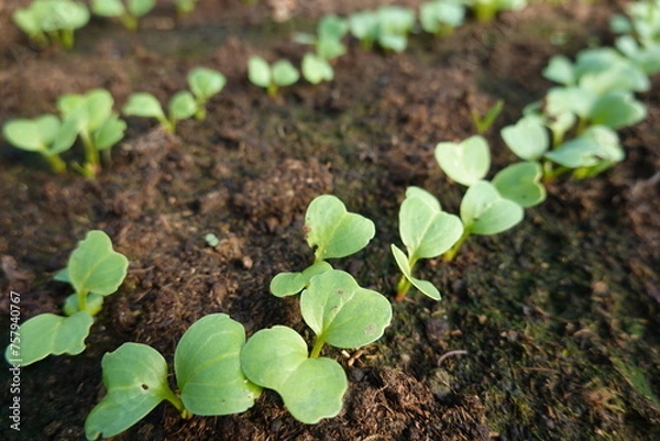 Fototapeta detail of radish plant growing in the ground. young radish crop.