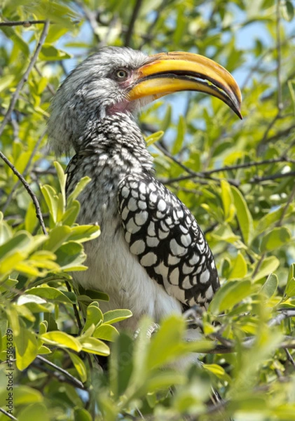 Fototapeta yellow billed hornbill