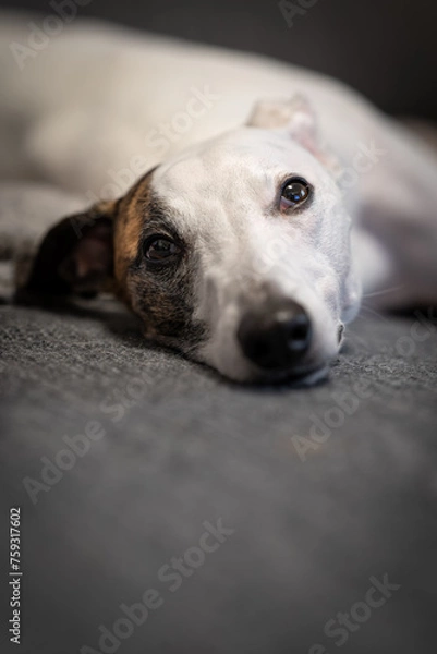 Fototapeta Portrait of a white whippet with a spot on the head and ear.