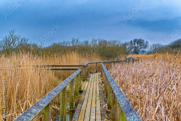 Fototapeta Nature 2000  bird reservation Han Vejle in Thy., Denmark