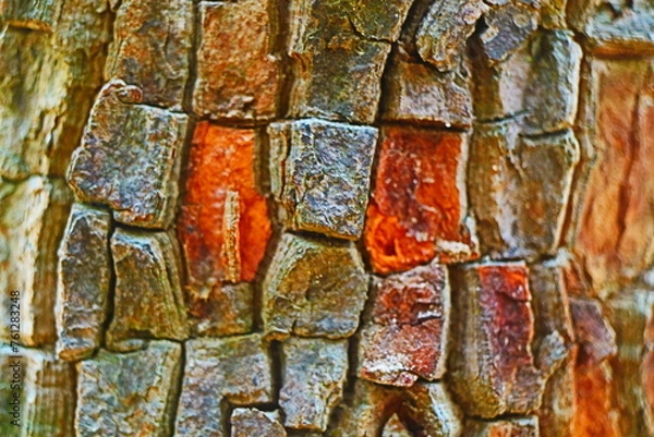 Fototapeta natural pattern of tree bark