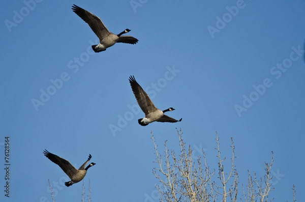 Fototapeta Three Canada Geese Flying in a Blue Sky