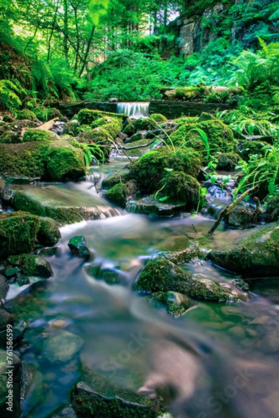 Fototapeta Forest stream running over mossy rocks.