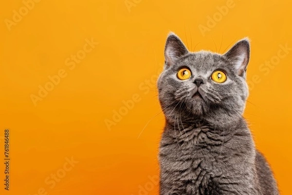 Fototapeta funny british shorthair cat portrait looking shocked or surprised on orange background with copy space