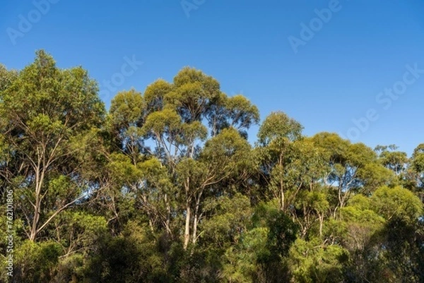 Fototapeta looking up at a bush canopy of gum trees with a blue sky in australia