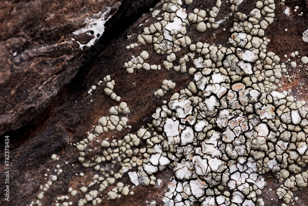 Fototapeta Lichen