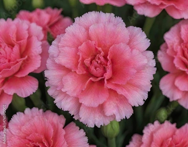 Fototapeta Carnation flower.