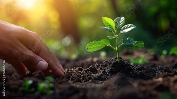 Fototapeta Protected Plant Growth: Eco Garden Concept with Hand Shield and Sunlight