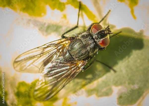 Fototapeta close up of fly