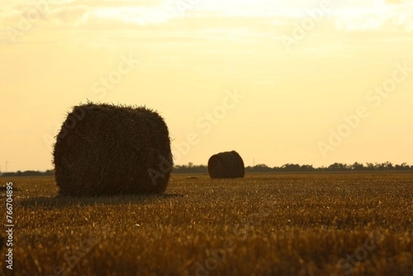 Fototapeta Beautiful view of agricultural field with hay bales