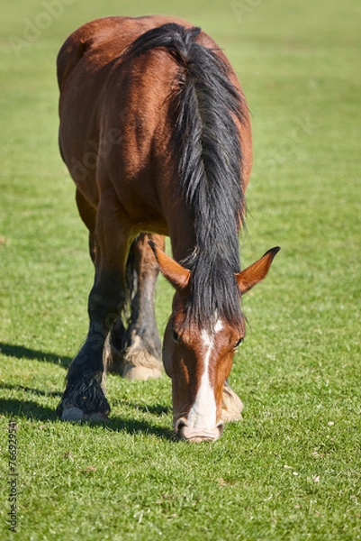 Obraz Horse in a green valley. Castilla y Leon mountain landscape