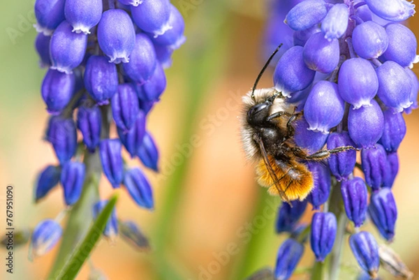 Fototapeta bee on blue flower