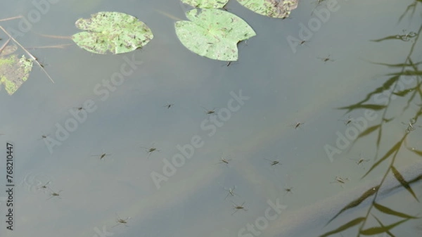 Fototapeta FU 2022-08-27 SchnuckeHin 97 Im Wasser schwimmen Seerosenblätter