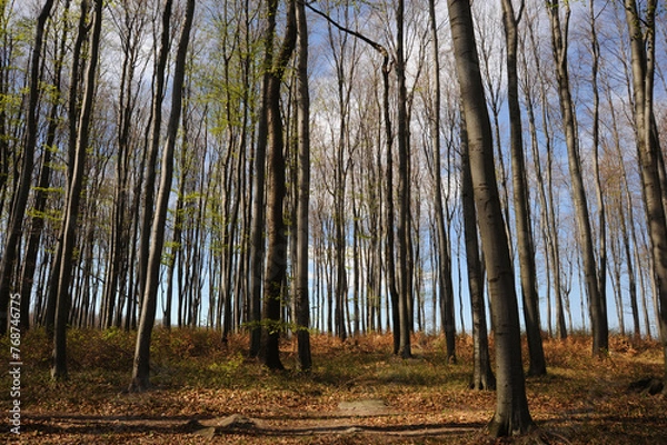 Fototapeta Early spring beech forest, young green leaves are barely beginning to open against the blue sky