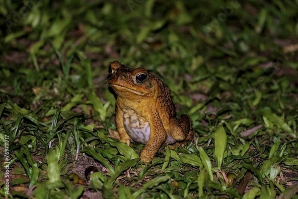 Fototapeta Close-up of a Cane Toad in Savosa at night on leafs