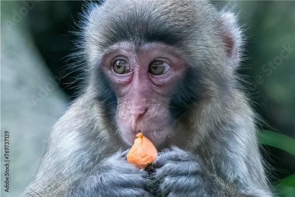 Fototapeta Closeup shot of a baby macaque monkey chewing on a carrot