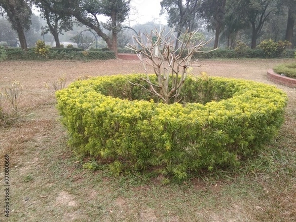 Fototapeta garden in spring