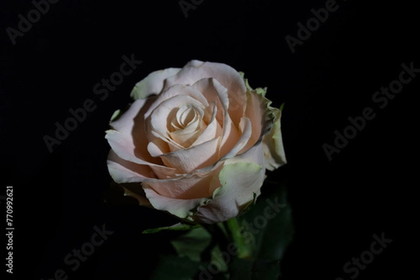 Fototapeta Soft pink rose. A beautiful birthday gift for a lady on a black background.