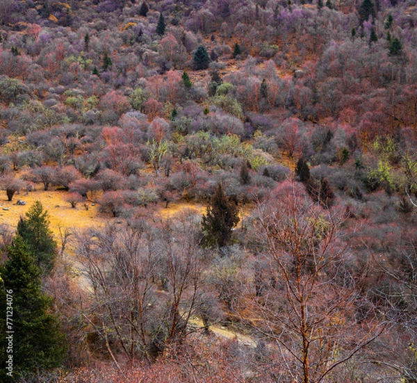 Obraz Mount Siguniang in Sichuan Province, China, has colorful leaves in autumn and winter