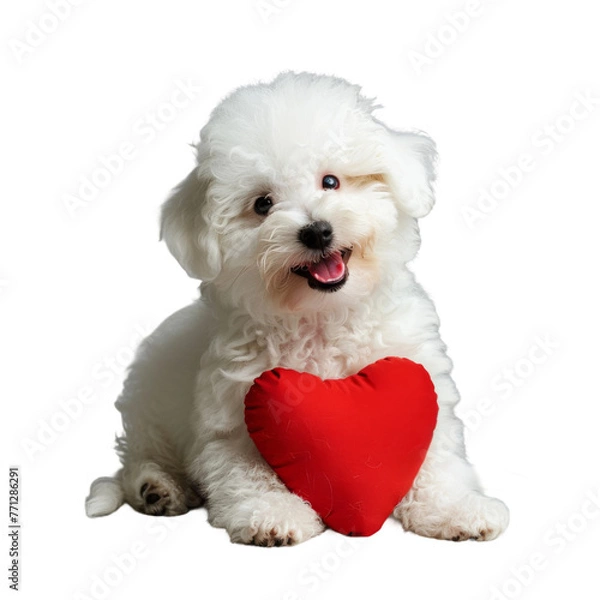 Fototapeta Small White Dog Holding Red Heart