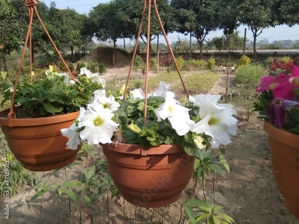 Fototapeta flowers in a garden