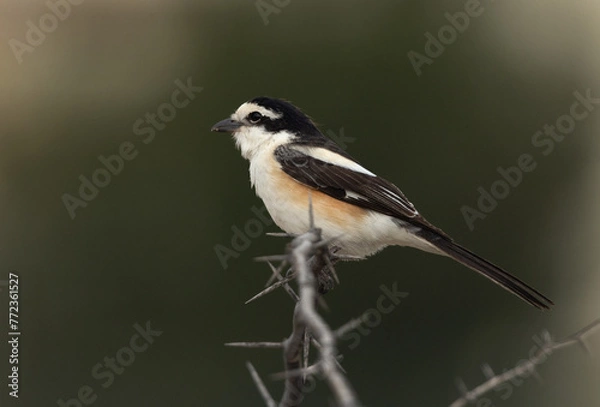 Fototapeta Masked shrike perched on a twig at Buri, Bahrain