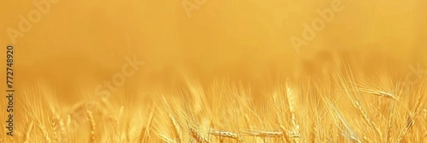 Fototapeta Harvest Gold Background For Graphic Design, Graphic Background HD 