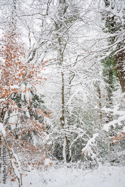 Fototapeta fine couche de neige dans la forêt