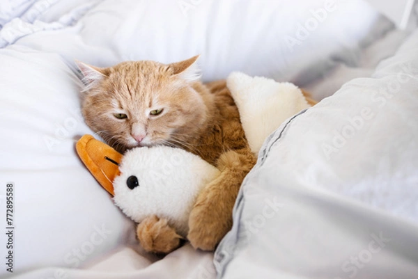 Fototapeta Kitten sleep on cozy blanket hug toy duck. Fluffy tabby kitten snoozing comfortably on white bed. Cat sweet dreams. Copy space.