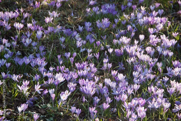 Fototapeta Spring purple snowdrops on green grass. Spring texture. Natural flowers