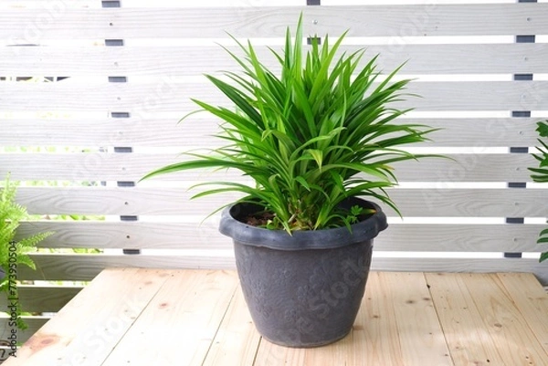 Fototapeta Fragrant pandanus and green leaves on black pot on white background.	